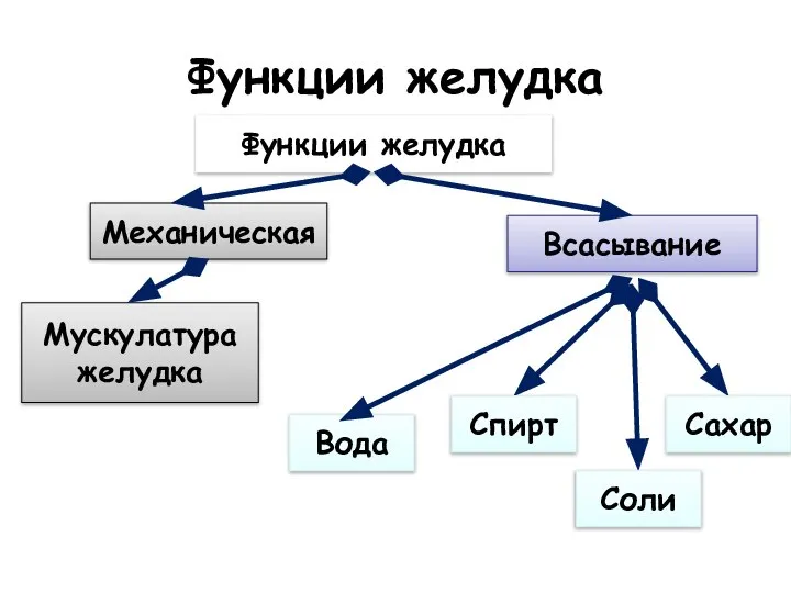 Функции желудка Функции желудка Мускулатура желудка Механическая Всасывание Вода Сахар Соли Спирт