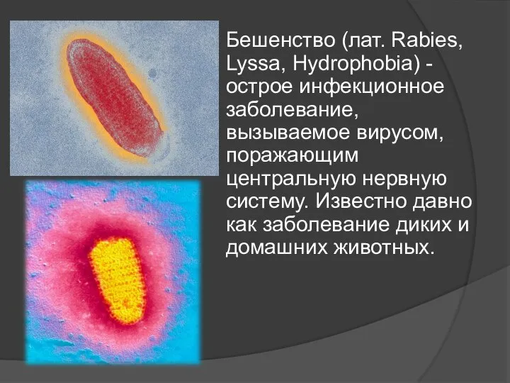 Бешенство (лат. Rabies, Lyssa, Hydrophobia) - острое инфекционное заболевание, вызываемое вирусом,