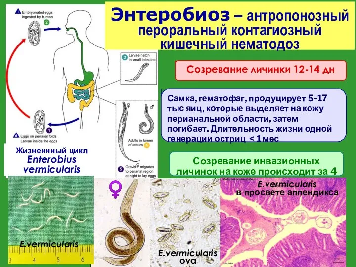 Жизненнный цикл Enterobius vermicularis Самка, гематофаг, продуцирует 5-17 тыс яиц, которые