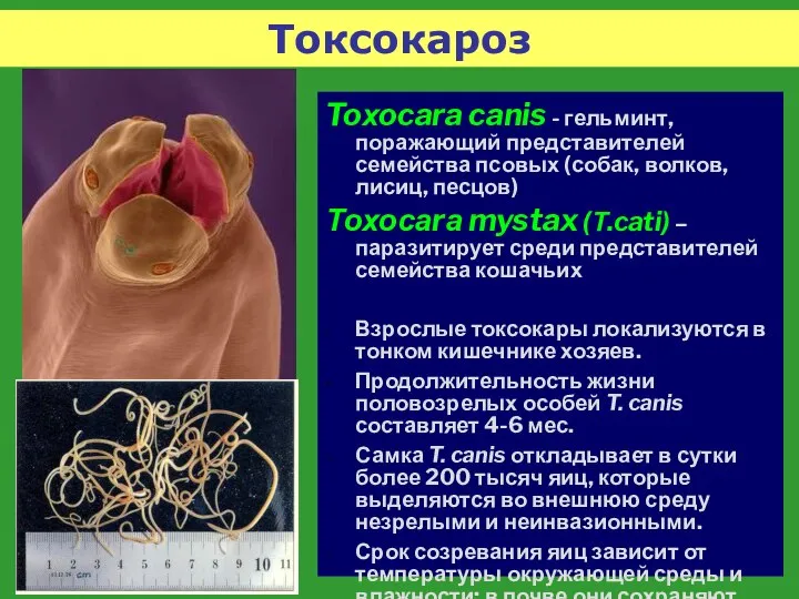 Токсокароз Toхocara canis - гельминт, поражающий представителей семейства псовых (собак, волков,