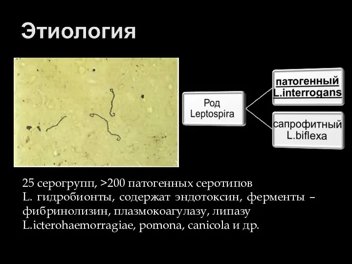 25 серогрупп, >200 патогенных серотипов L. гидробионты, содержат эндотоксин, ферменты –