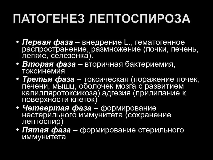 Первая фаза – внедрение L., гематогенное распространение, размножение (почки, печень, легкие,