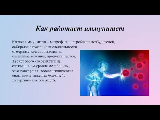 Как работает иммунитет Клетки иммунитета – макрофаги, истребляют возбудителей, собирают остатки