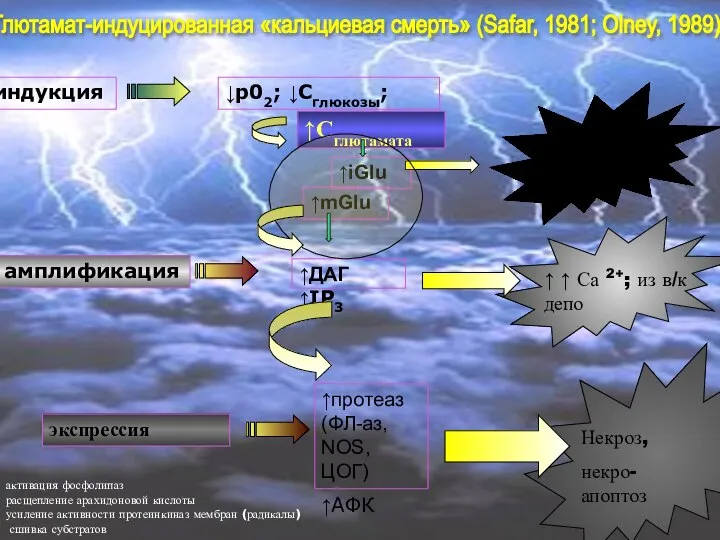 Глютамат-индуцированная «кальциевая смерть» (Safar, 1981; Olney, 1989) активация фосфолипаз расщепление арахидоновой