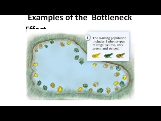 Examples of the Bottleneck Effect
