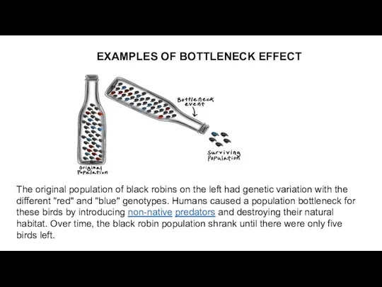EXAMPLES OF BOTTLENECK EFFECT The original population of black robins on