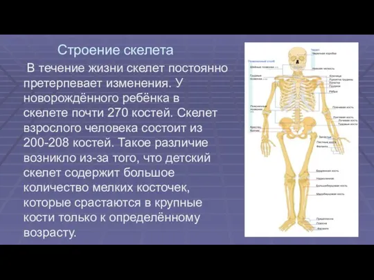 Строение скелета В течение жизни скелет постоянно претерпевает изменения. У новорождённого