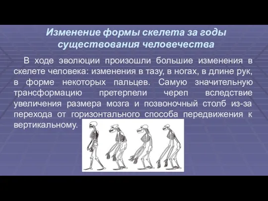 Изменение формы скелета за годы существования человечества В ходе эволюции произошли