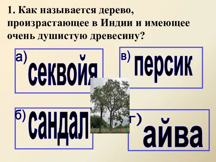 1. Как называется дерево, произрастающее в Индии и имеющее очень душистую древесину?