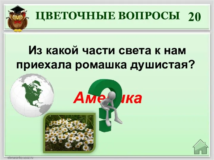 20 Из какой части света к нам приехала ромашка душистая? Америка ЦВЕТОЧНЫЕ ВОПРОСЫ