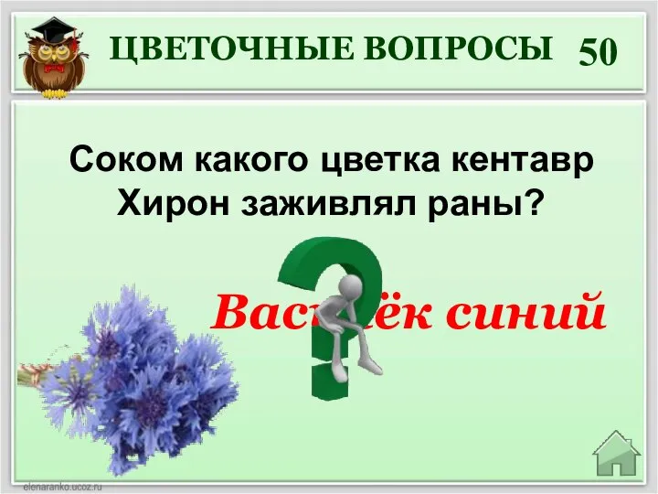 Соком какого цветка кентавр Хирон заживлял раны? 50 Василёк синий ЦВЕТОЧНЫЕ ВОПРОСЫ