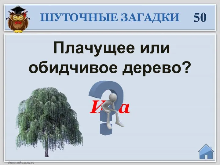 Ива Плачущее или обидчивое дерево? 50 ШУТОЧНЫЕ ЗАГАДКИ