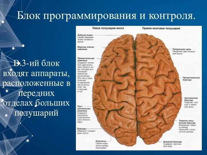 Блок программирования и контроля. В 3-ий блок входят аппараты, расположенные в передних отделах больших полушарий