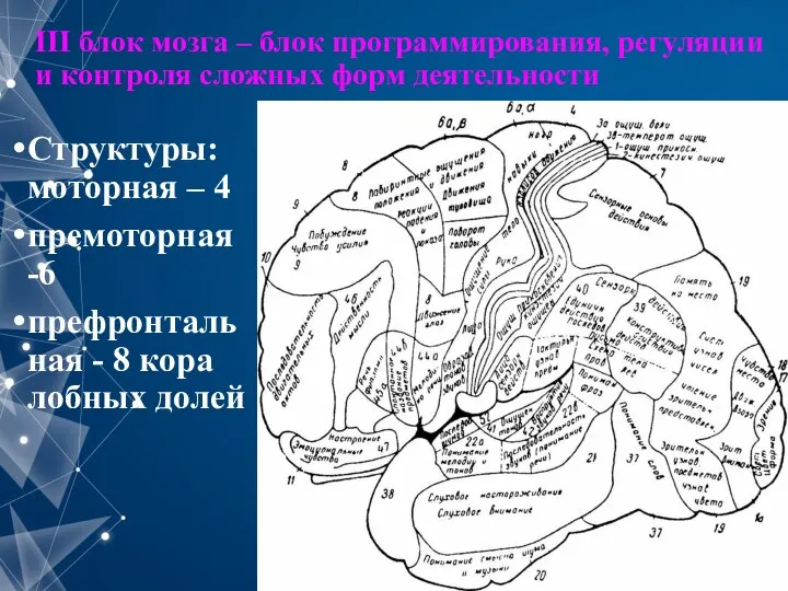 III блок мозга – блок программирования, регуляции и контроля сложных форм