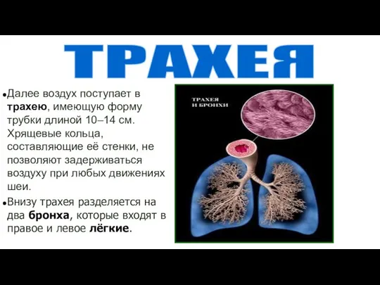 Далее воздух поступает в трахею, имеющую форму трубки длиной 10–14 см.