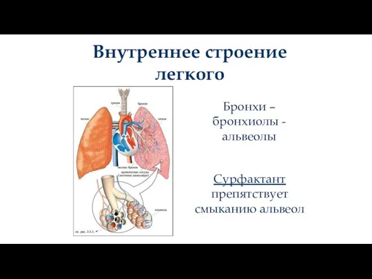 Внутреннее строение легкого Бронхи – бронхиолы - альвеолы Сурфактант препятствует смыканию альвеол