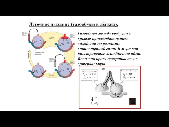 Лёгочное дыхание (газообмен в лёгких). Газообмен между воздухом и кровью происходит