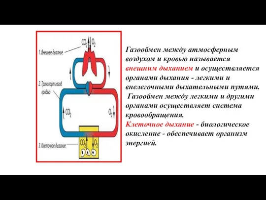 Газообмен между атмосферным воздухом и кровью называется внешним дыханием и осуществляется