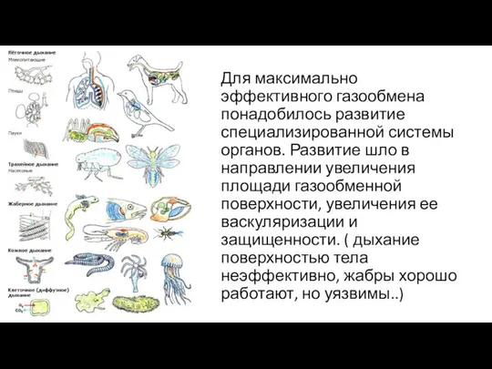 Для максимально эффективного газообмена понадобилось развитие специализированной системы органов. Развитие шло