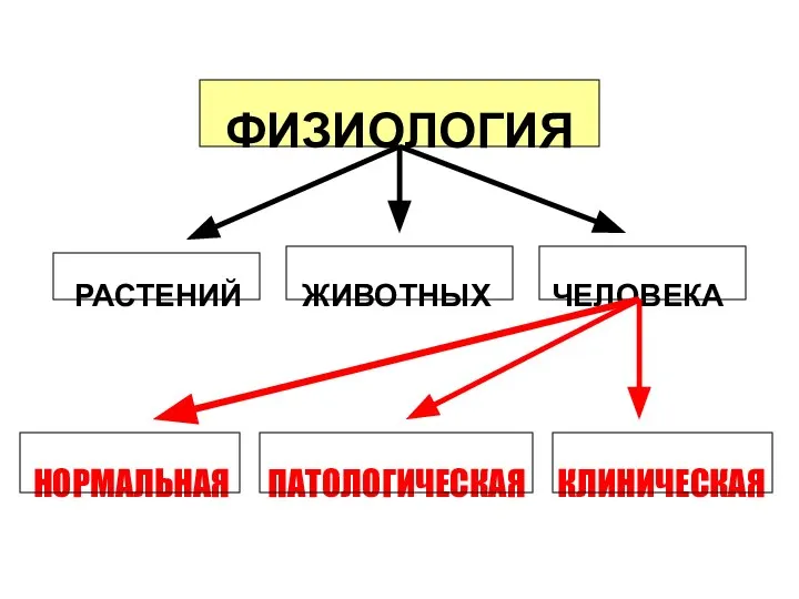 ФИЗИОЛОГИЯ РАСТЕНИЙ ЖИВОТНЫХ ЧЕЛОВЕКА НОРМАЛЬНАЯ ПАТОЛОГИЧЕСКАЯ КЛИНИЧЕСКАЯ