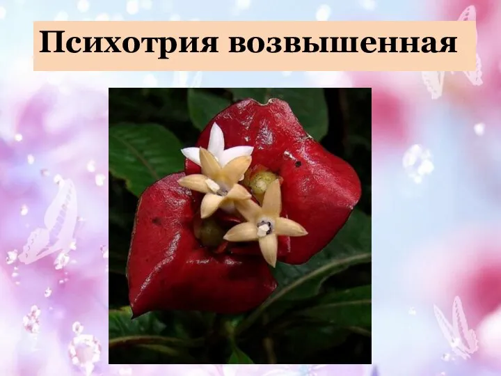 Психотрия возвышенная