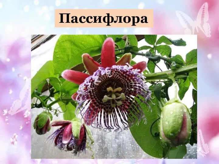 Пассифлора