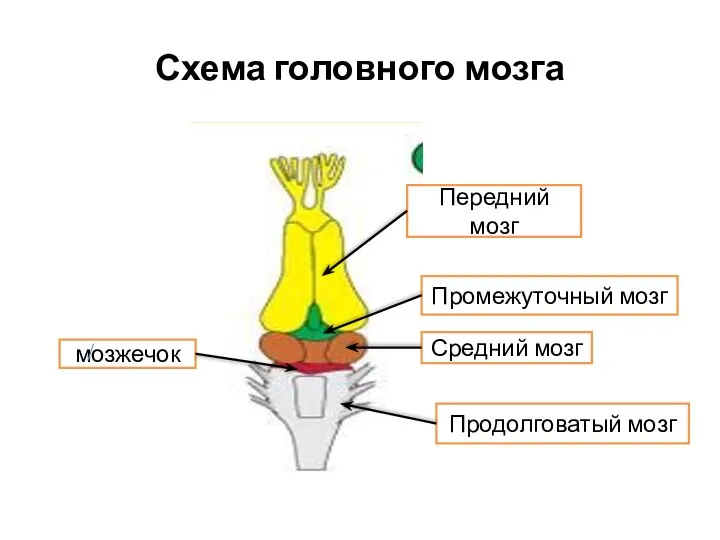 Схема головного мозга Передний мозг Промежуточный мозг Продолговатый мозг мозжечок Средний мозг