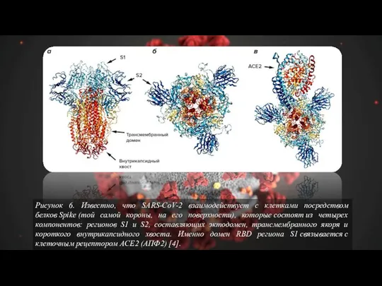 Рисунок 6. Известно, что SARS-CoV-2 взаимодействует с клетками посредством белков Spike