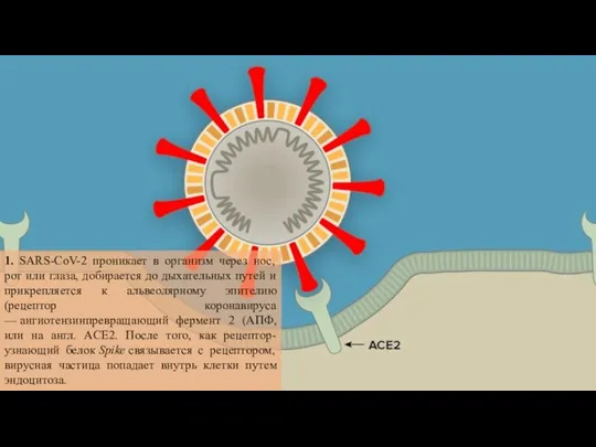 1. SARS-CoV-2 проникает в организм через нос, рот или глаза, добирается