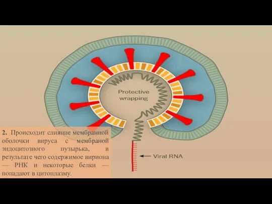 2. Происходит слияние мембранной оболочки вируса с мембраной эндоцитозного пузырька, в