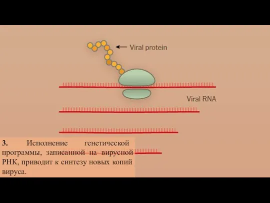 3. Исполнение генетической программы, записанной на вирусной РНК, приводит к синтезу новых копий вируса.