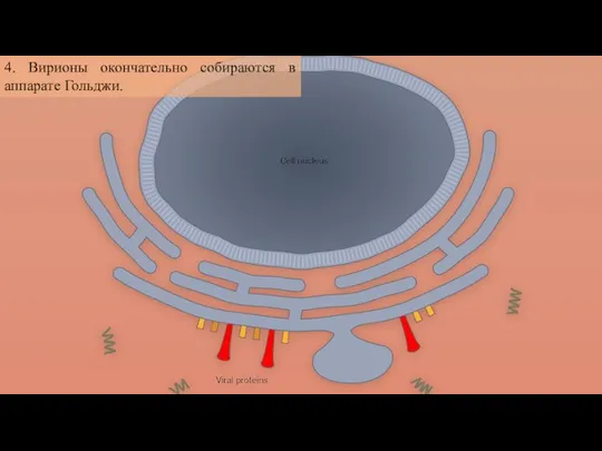 4. Вирионы окончательно собираются в аппарате Гольджи.