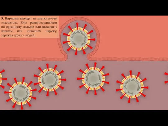 5. Вирионы выходят из клетки путем экзоцитоза. Они распространяются по организму