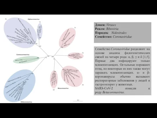 Домен: Viruses Реалм: Riboviria Порядок: Nidovirales Семейство: Coronaviridae Семейство Coronaviridae разделяют