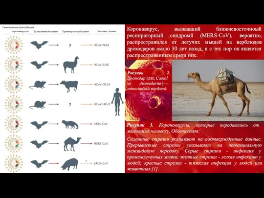 Рисунок 3. Короновирусы, которые передавались от животных человеку. Обозначения: Коронавирус, вызвавший