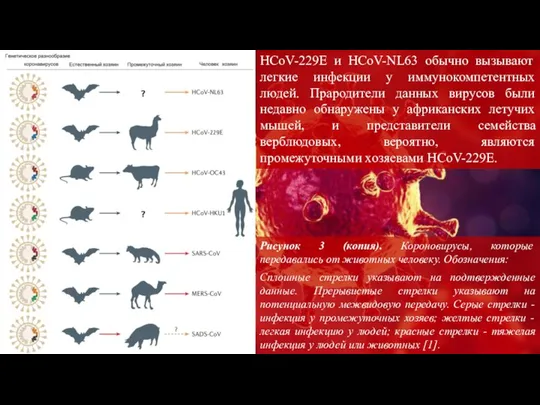Рисунок 3 (копия). Короновирусы, которые передавались от животных человеку. Обозначения: HCoV-229E