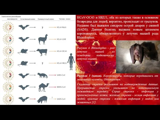 Рисунок 3 (копия). Короновирусы, которые передавались от животных человеку. Обозначения: HCoV-OC43