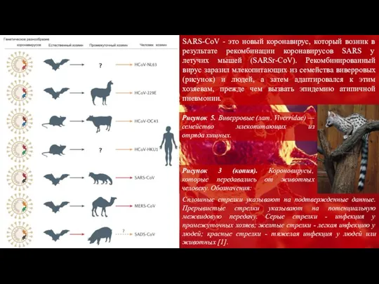 Рисунок 3 (копия). Короновирусы, которые передавались от животных человеку. Обозначения: SARS-CoV