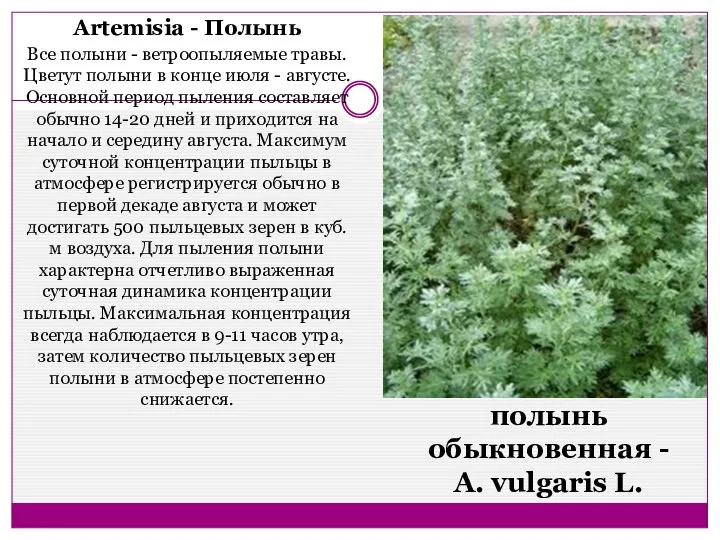 Artemisia - Полынь Все полыни - ветроопыляемые травы. Цветут полыни в