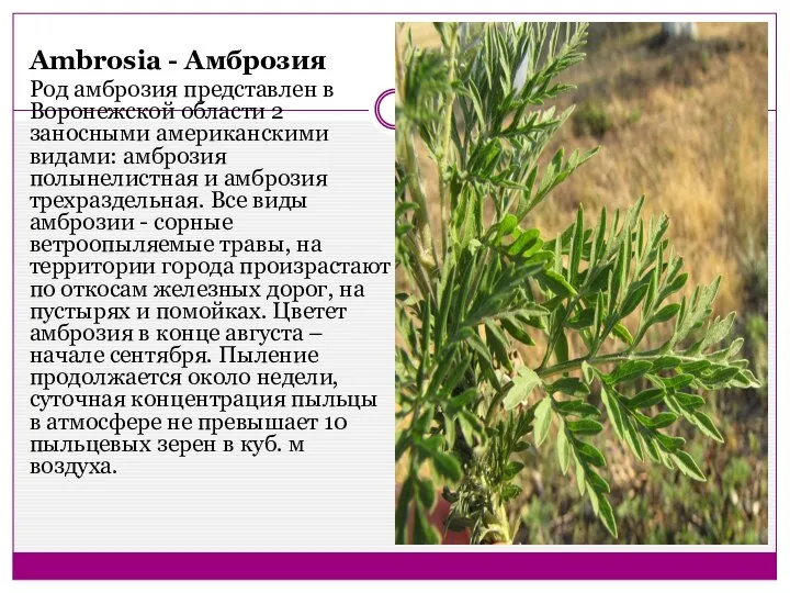 Ambrosia - Амброзия Род амброзия представлен в Воронежской области 2 заносными