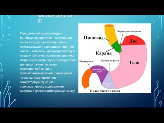 ФИЗИОЛОГИЯ Пилорический отдел желудка (пилорус, привратник) – дистальная часть желудка, непосредственно