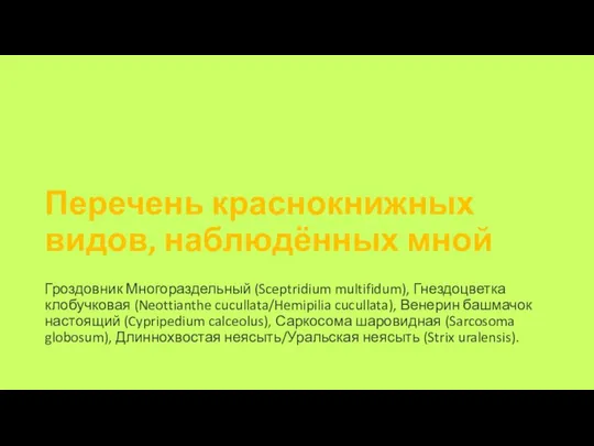 Перечень краснокнижных видов, наблюдённых мной Гроздовник Многораздельный (Sceptridium multifidum), Гнездоцветка клобучковая