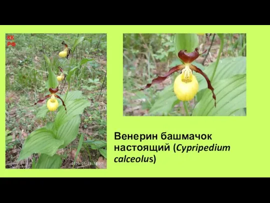 Венерин башмачок настоящий (Cypripedium calceolus) КК РФ