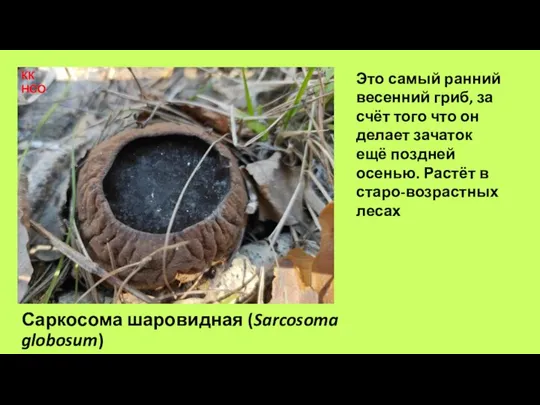 Саркосома шаровидная (Sarcosoma globosum) Это самый ранний весенний гриб, за счёт