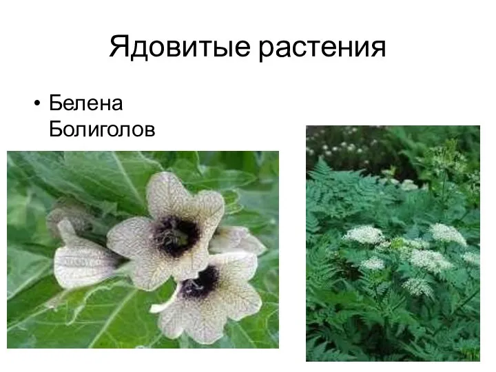Ядовитые растения Белена Болиголов