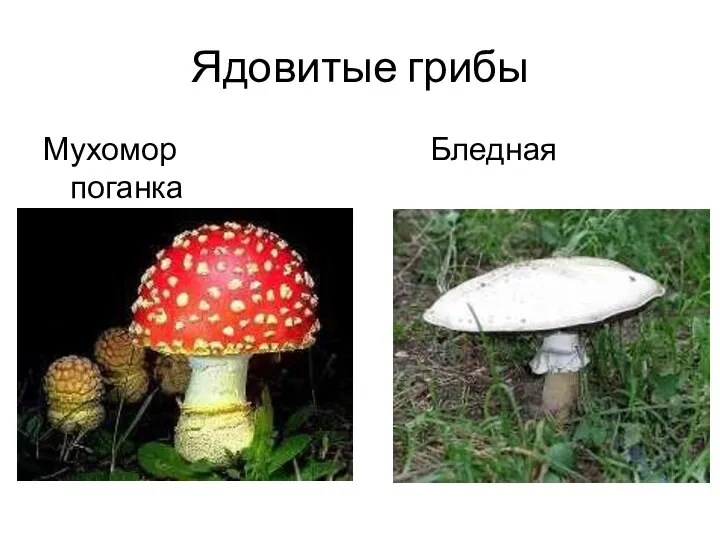 Ядовитые грибы Мухомор Бледная поганка