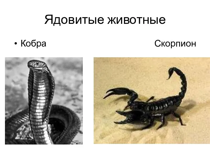 Ядовитые животные Кобра Скорпион