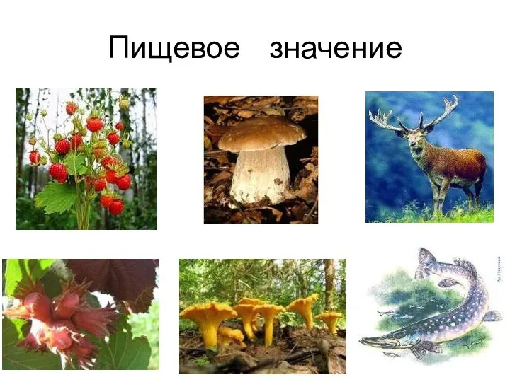 Пищевое значение