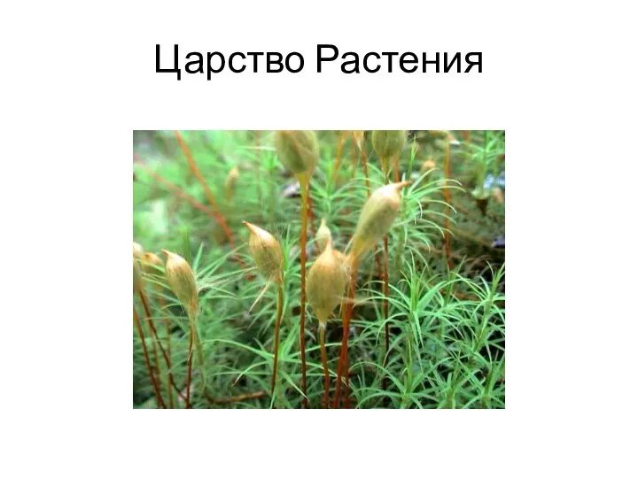 Царство Растения