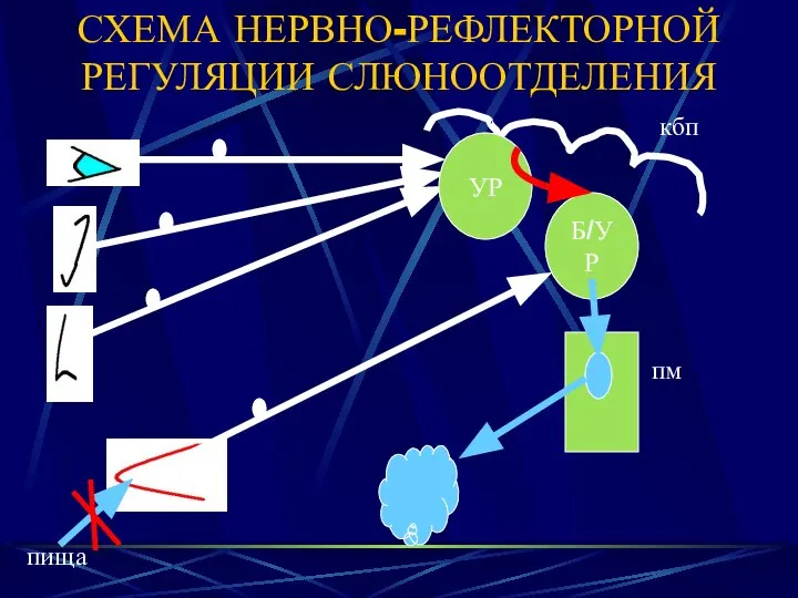 СХЕМА НЕРВНО-РЕФЛЕКТОРНОЙ РЕГУЛЯЦИИ СЛЮНООТДЕЛЕНИЯ кбп УР пища Б/УР пм